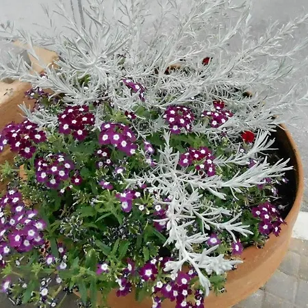 Nanakis מלון דירות Stavrós
